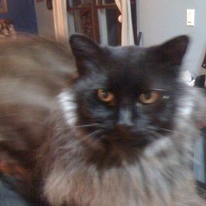 Meet your Posher, Gordon